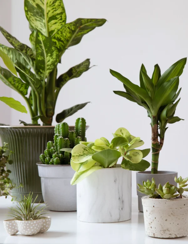 fyta-esoterikou-exoterikou-xorou